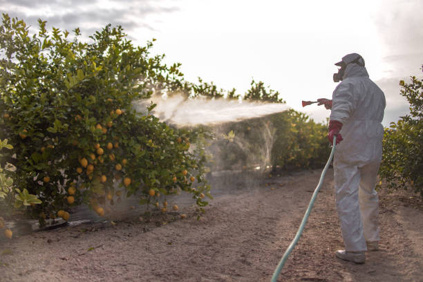 Best Termite Control Services  in Millersburg, OR
