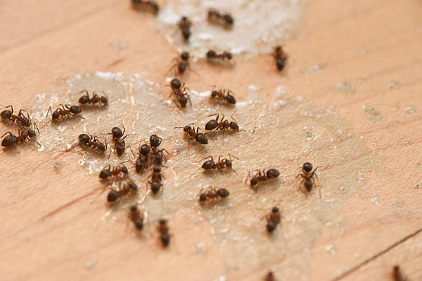 Best Best Pest Control Companies  in Millersburg, OR